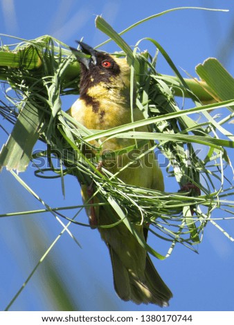 Southern male masked weaver constructing its nest.