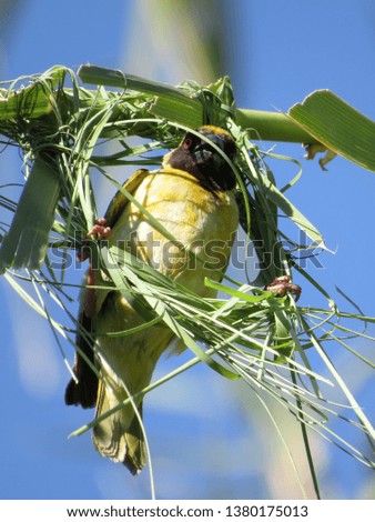Southern male masked weaver constructing its nest.