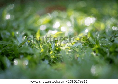 Spot focus,close-up of green grass, blurred bokeh and white lenses as background in the natural garden in the daytime.