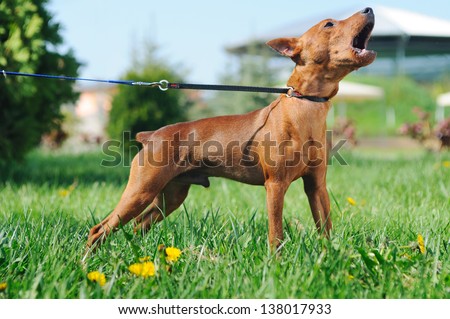 Puppy of  Miniature Pinscher (Zwergpinscher, Min Pin) barking Royalty-Free Stock Photo #138017933