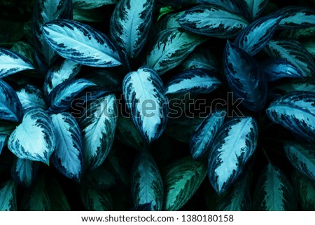 Ultra Violet background effect made of tropical leaves