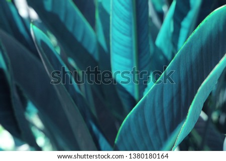 blue background effect made of tropical leaves