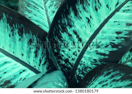 green and mint background effect made of tropical leaves