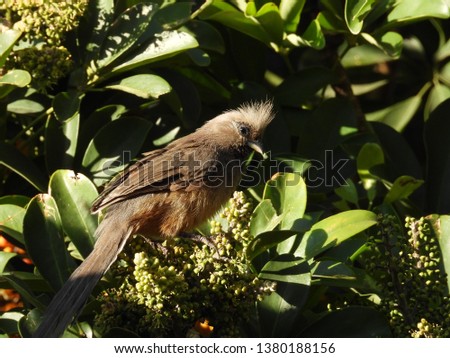 Mouse bird perched on a tree branch.