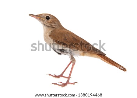 Common nightingale, Luscinia megarhynchos, isolated on white background Royalty-Free Stock Photo #1380194468