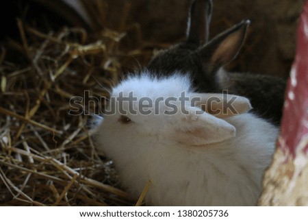 White rabbit lying on the grass on the farm