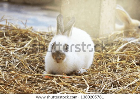 White rabbit lying on the grass on the farm