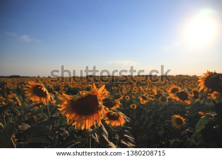 Sunflower in sunbathing