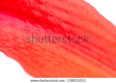 background of red petals of a flower. macro