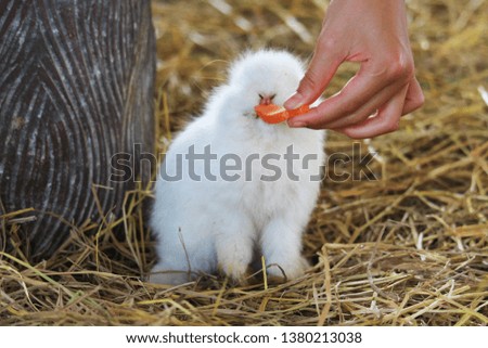 White rabbit eating carrots on the farm