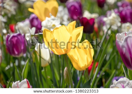 Field of tulips red, violet, white, yellow, purple, blue, pink colors, screensaver and wallpaper. Blooming colorful tulip flowers in garden as floral background 