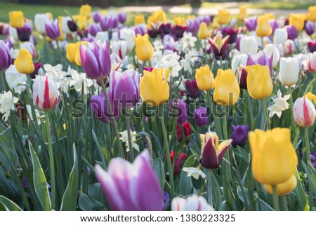 Field of tulips red, violet, white, yellow, purple, blue, pink colors, screensaver and wallpaper. Blooming colorful tulip flowers in garden as floral background 