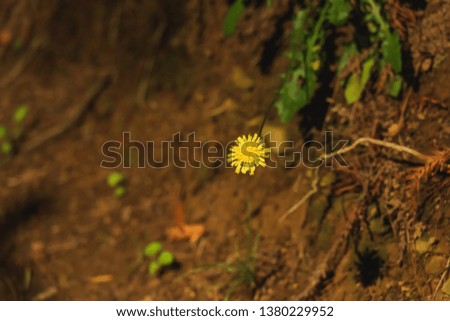 Rest in Georgia. Walk in the Botanical garden in Batumi. Yellow dandelion grows on the ground. Soil texture. Plant roots on the surface of the earth.