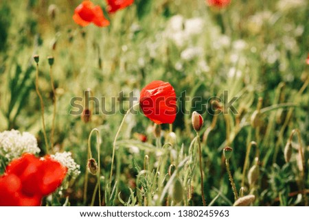 Poppy Flower Close Up background
