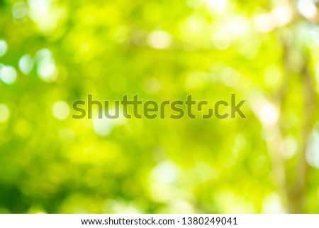 Green tree blurred background and sunlight with bokeh, spring season.