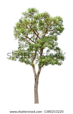 Trees green leaves. Isolated on white background (clipping path)

