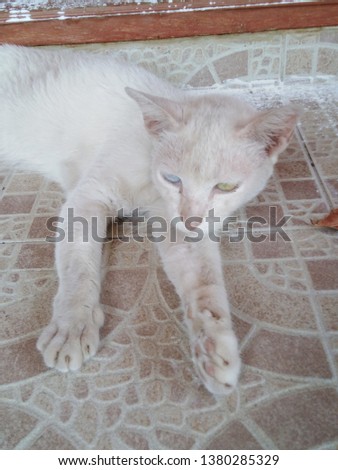 White cat and background