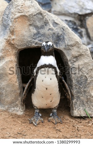 Black footed penguin standing in front of its doorway to its house.