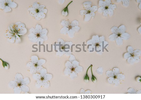 White pastel spring flower petals on color background . 