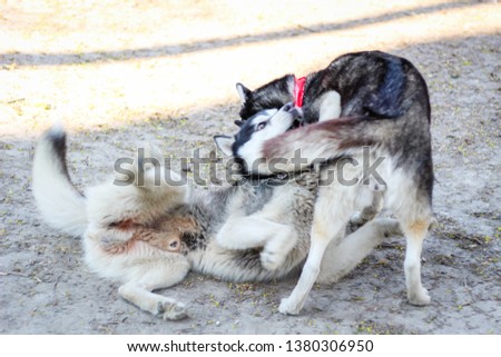 Two huskies are playing in the park. Black and white dog in the park.