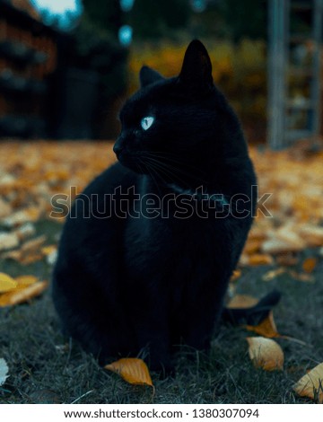 Blue eyed black cat standing amongst the fallen, yellow leaves