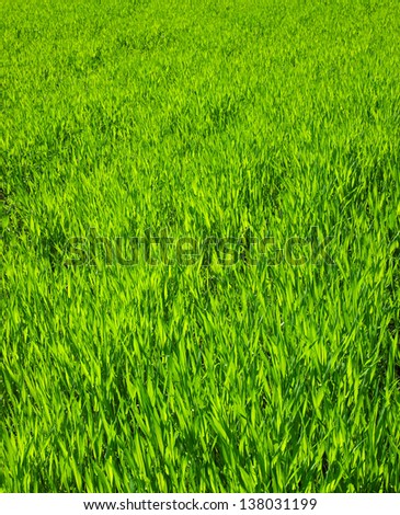  Texture green lawn