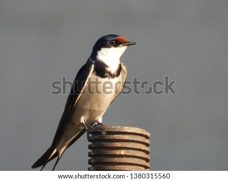 White throated swallow perched on a iron bar.
