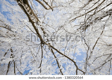 thin branches of birch in hoarfrost with winter frost and cold, sunny weather, against a blue sky