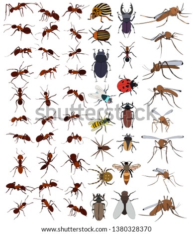 vector, isolated, set of insects, beetles, ants