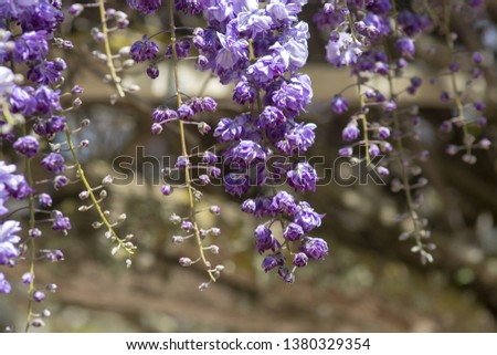 Cascade of bright blue and purple wisteria flowers in spring