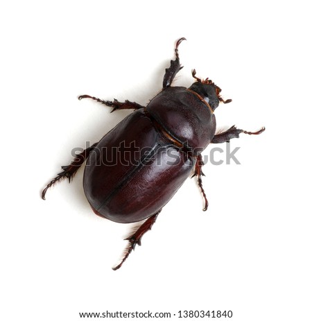 Beetle isolated on white background Royalty-Free Stock Photo #1380341840