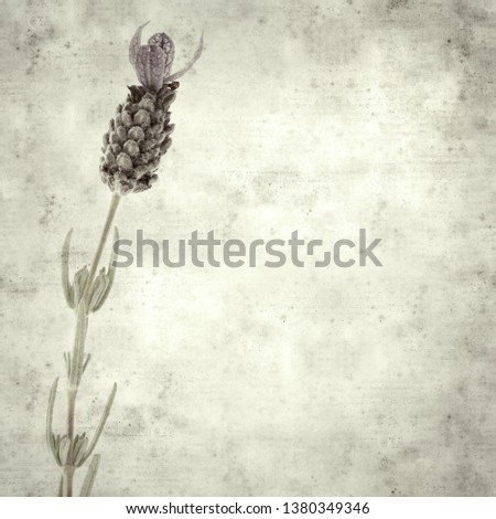 textured stylish old paper background, square, with purple topped lavender 