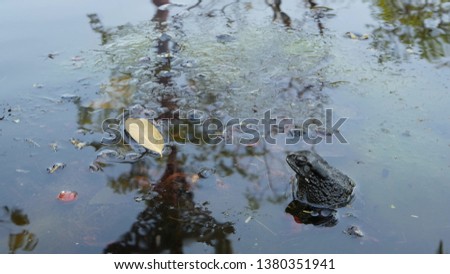Toad in calm pond. Small toad sitting in bubbling water of tranquil pond in nature. Wildlife