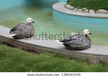Beautiful two Ducks enjoying nice sunny day, water green grass.