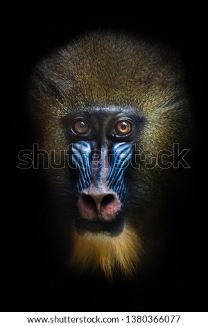 Awareness of the meaninglessness of being in the eyes. The pensive face of a madril monkey Rafiki Isolated black background