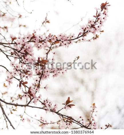Blooming tree in spring with pink flowers, white overcast sky in park