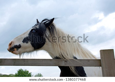 Piebald Black and White Horse in field with blue eye, blue cloudy sky.