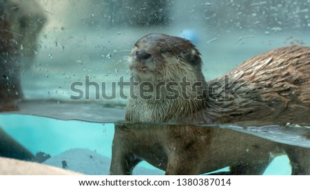 Cute otter in an aquarium