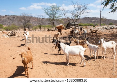 A herd of wild goats living in natural environment of desert scenery, woody life summer. Background land that shows diversity dry farm, full of sand and grey mountains. Also stones and rocks. 