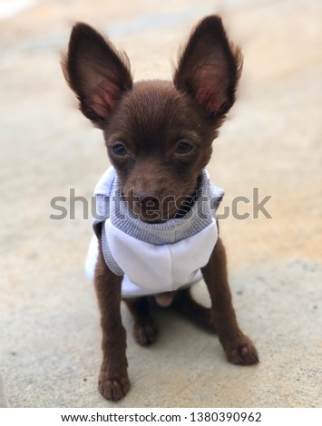 Little puppy chihuahua