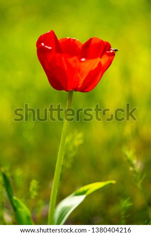 Red tulip in spring