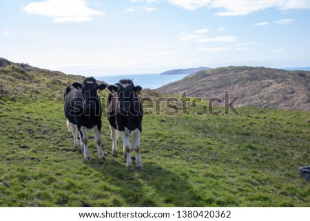 Cows in the Countryside West Cork Ireland Royalty-Free Stock Photo #1380420362