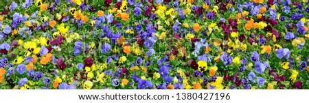 Multicolor pansy flowers or pansies close up as background or card