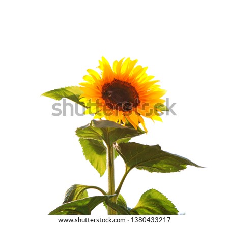 Close-up of sunflower and sunlight. Flowers background.