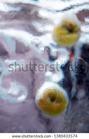 Frozen apple in the ice photographed in abstract style               