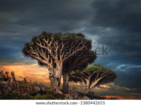 Dragon trees at Dixam plateau, Socotra Island, Yemen Royalty-Free Stock Photo #1380442655