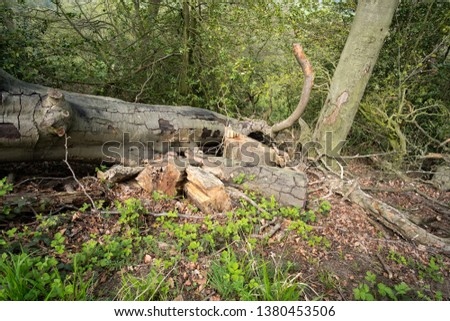 Big fallen tree