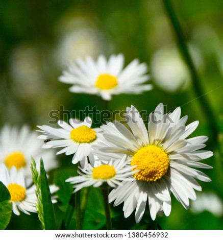 spring daisy in the meadow