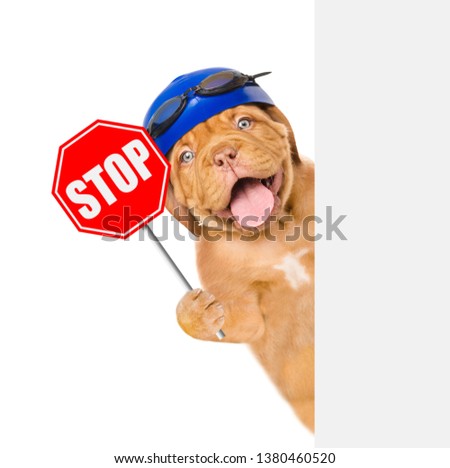 Puppy with swimming hat and glasses holding stop sign behind empty white banner. Isolated on white background