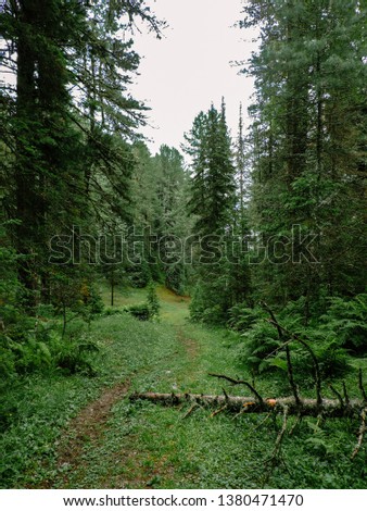 Natural Forest of Spruce Trees. Beautiful landscape, forest, field and sky. Beautiful summer forest with different trees. Top view of forest summer. Calming countryside. Landscape background.